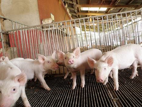 USA, carne di maiale arricchita con marijuana