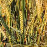 Mappato il DNA dell'orzo: da oggi birra migliore