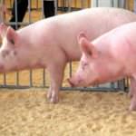 Italia, i mangimi di suini più cari dell'UE