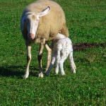 Menu di Pasqua: Quali le differenze tra abbacchio, agnellone o castrato?