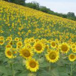 Lucca: Amministrative - Coldiretti: "Le aree agricole non devono essere toccate"