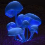 Allarme nicotina nei funghi, Coldiretti: raddoppiato l'import dalla Cina