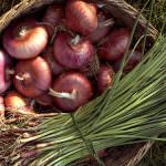 Madama la Cipolla di Treschietto e messer Toscana Rosato IGT di San Gimignano sposi