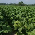 Campania: Tabacco - E' necessaria un'immediata azione di rilancio e sviluppo del settore