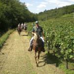 Friuli, una nuova Strada del vino in Riviera?