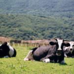 Confagricoltura: rilanciare la ricerca e selezione genetica del bestiame