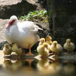 Emilia-Romagna: "Fattorie Aperte" - Alla scoperta della nostra campagna e delle nostre aziende agricole