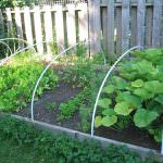 Perugia: Gli "ortolani" detengono un sapere prezioso in tema di orticoltura