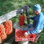 "Pomodorino del Piennolo del Vesuvio", a breve il marchio Dop