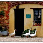 Pomarico (MT): "Biodiversità e prodotti tipici dell'area bradanica", convegno organizzato dal Gal Bradanica