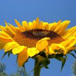 Ogm: Aperta un'inchiesta sull'acquisizione di Monsanto da parte di Syngenta