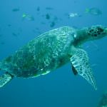 Eccezionale ritrovamento di Tartaruga Verde (Chelonia mydas) nel basso Adriatico