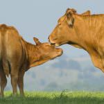 La carne destinata all'UE danneggia gli indigeni del Paraguay