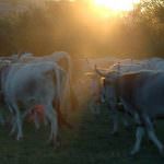 Foggia: "Transumanza 2009" - Dal 20 al 23 maggio con 350 capi di bovini di razza podolica