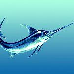 Oceana chiede l'applicazione di un piano di gestione del pesce spada prima che sia troppo tardi