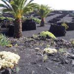 Il vulcano: forza, mito e leggenda all'origine di grandi vini