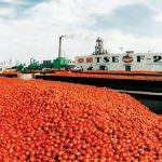 Pomodoro, con il disaccoppiamento totale a rischio occupazione e produzione