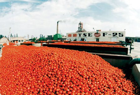 Cibus Tec: Italia sorpassa Cina nella produzione di pomodoro