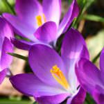 Toscana: Floricoltura - Firma del protocollo d'intesa fra la Regione e il Comune di Pescia