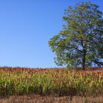 Umbria: Agricoltura - Ritardi nei pagamenti dei premi