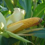 Friuli Venezia Giulia: Agricoltura - C'è bisogno di sburocratizzazione, crescita e sviluppo