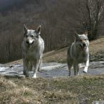 Lupi e Cinghiali sulle Alpi. E' scontro Coldiretti-WWF