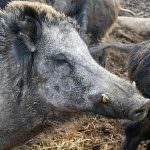 Toscana: Piano straordinario per il contenimento degli ungulati