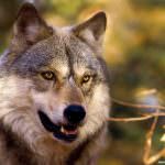 Lupi e greggi: la Regione Toscana porta l'emergenza a Bruxelles