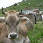 Dimezzare il consumo di carne per salvare il pianeta