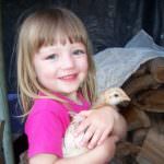 Il pollo ... e gli altri