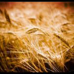 Potenza: Una struttura per la conservazione della biodiversità e la valorizzazione del patrimonio rurale