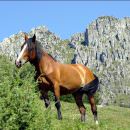 Parchi a cavallo: la nuova campagna di Legambiente per il monitoraggio del territorio e lo sviluppo del turismo sostenibile