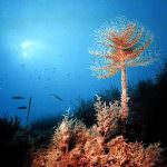 Vino, presto una cantina mille metri sotto i mari