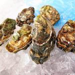 Addio alle ostriche selvatiche