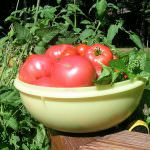 L'aquila: Slow Food - Progetto "10 Orti per 10 Tendopoli"