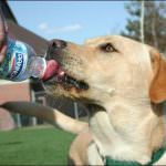 I nostri amici a quattro zampe: i loro diritti ed i nostri doveri