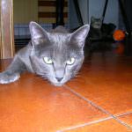 I cani e i gatti leggono nel pensiero?