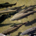 Bertiolo (UD): Acquacoltura - Friuli Venezia Giulia leader d'Europa