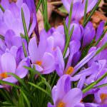 Lo zafferano - Una preziosità tutta naturale