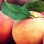 Venezia: Eccellenze - Pubblicata sulla Gazzetta Ufficiale la domanda di riconoscimento IGP per la Pesca di Verona