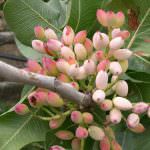 Arriva la denominazione Dop per il Pistacchio di Bronte