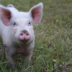 Avvio dei lavori delle Commissioni Uniche Nazionale "tagli di suino" e "grasso e strutto"