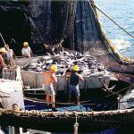 Tonno rosso, la pesca prosegue solo per la flotta italiana e francese
