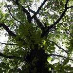 E' il Castagno l'albero che assorbe più Co2