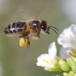 Trentino Alto Adige: Vietati i fitofarmaci dannosi per le api a Bolzano