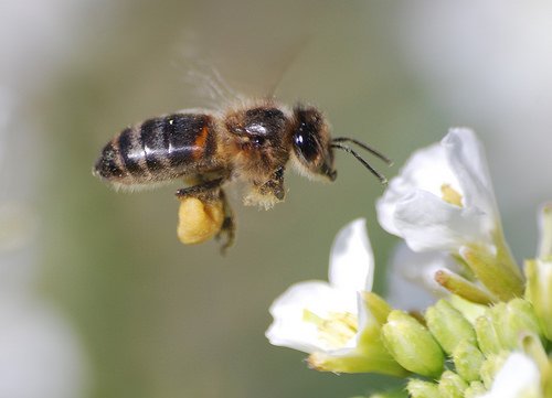 Miele di acacia: Nonostante il maltempo il raccolto è salvo
