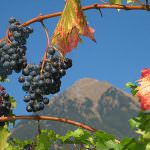 Venezia: Progetto Trans Rural Network - Sarà il Veneto a coordinare il pacchetto "Frutticoltura - Viticoltura"