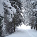 Trieste: Sicurezza in montagna - I sentieri hanno bisogno di essere risistemati e puliti dopo le nevicate invernali