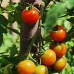 Ragusa: Agricoltura - Emergenza virus del pomodoro "Tuta absoluta"