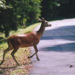Agricoltura: è emergenza fauna selvatica